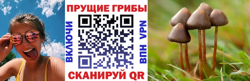 Псилоцибиновые грибы Psilocybe наркотики Льгов